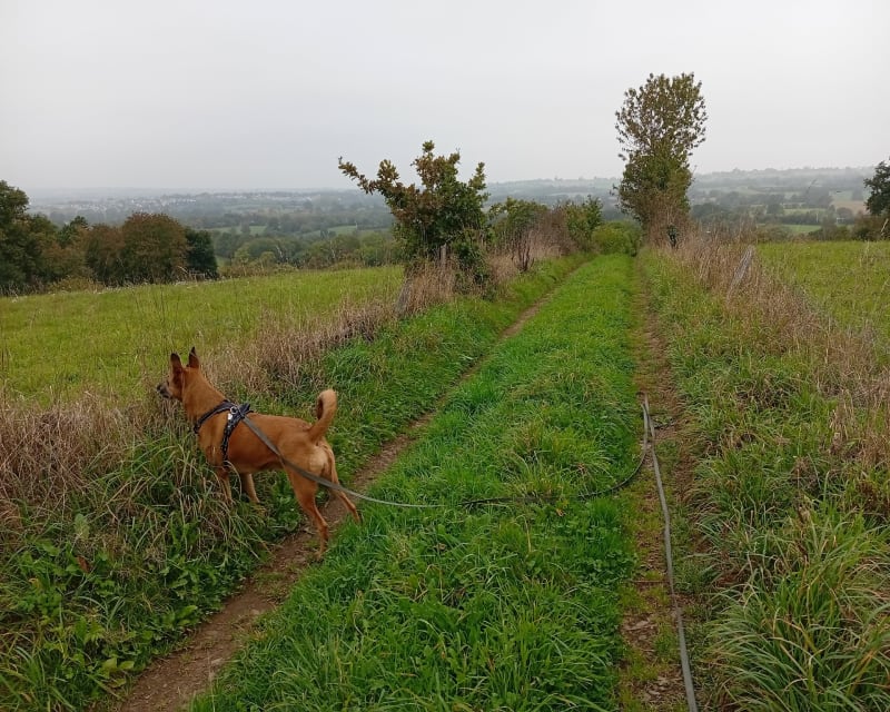 Balade dans la campagne de La Chapelle-du-Fest - Condé-sur-Vire