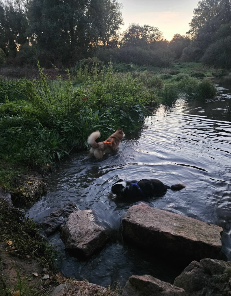 Gravière aux oiseaux - Roanne