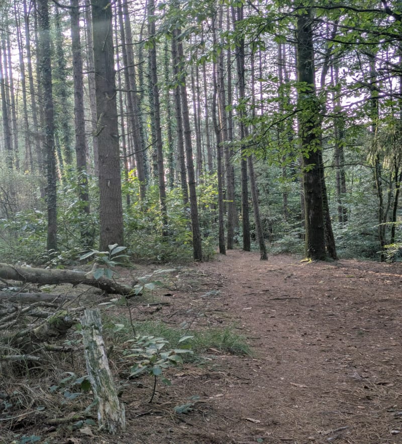 Balade en forêt à Moustoir-Ac - Moustoir-Ac