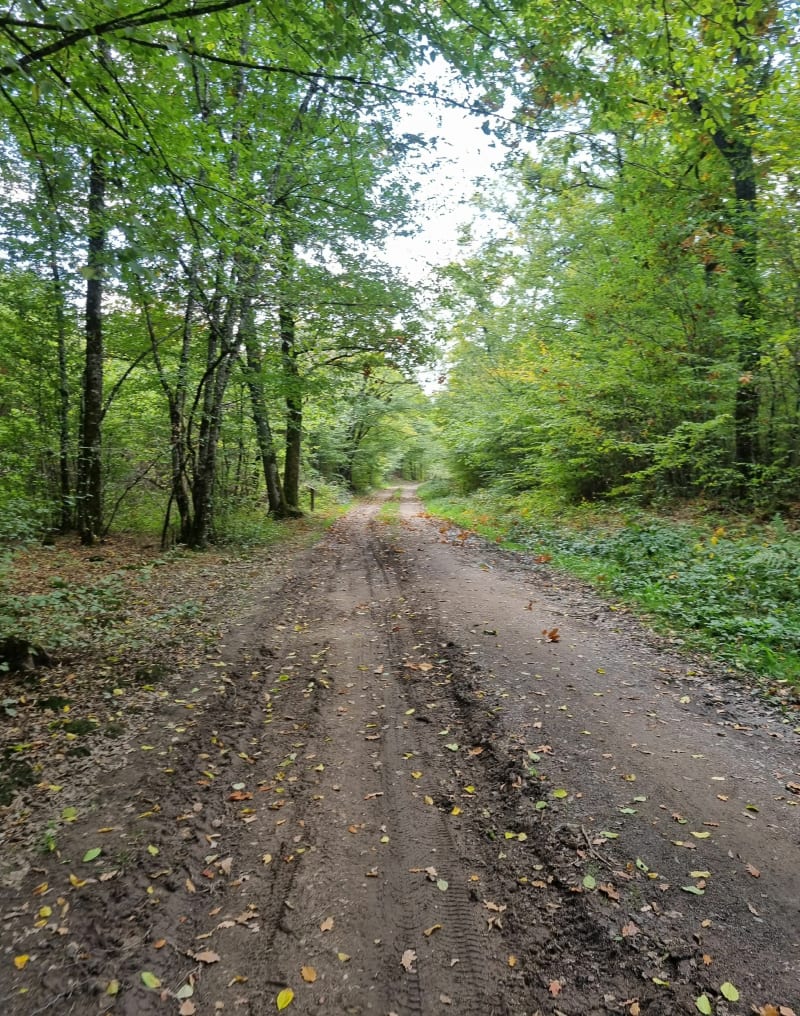 Le bois de Lassoux et Richeboeuf - Budelière