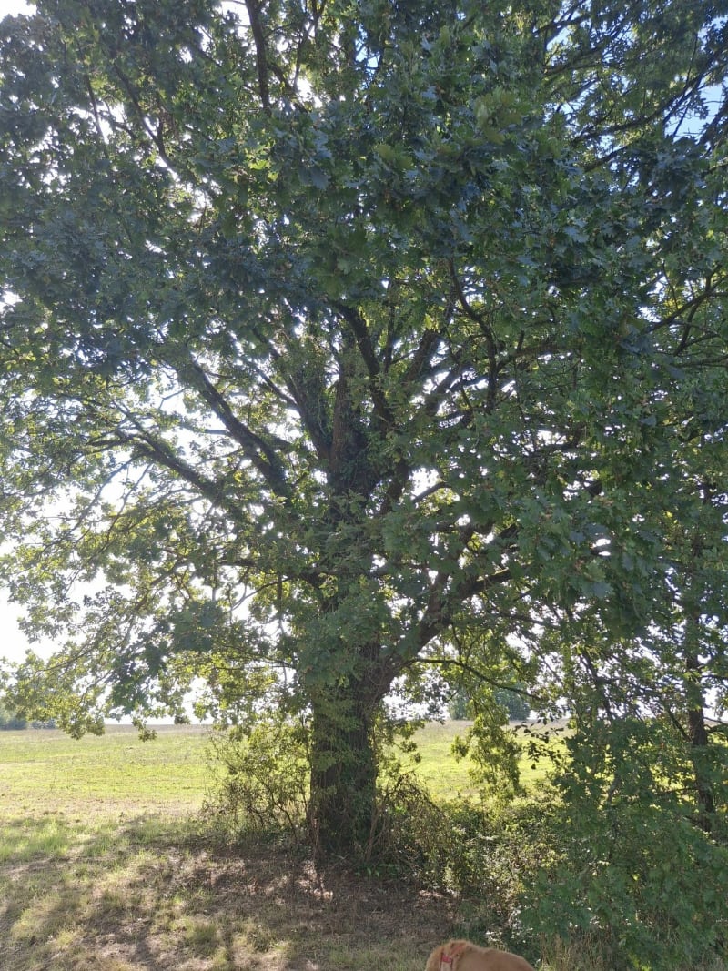 Promenade à Saint-Gauzens de Langelet - Saint-Gauzens