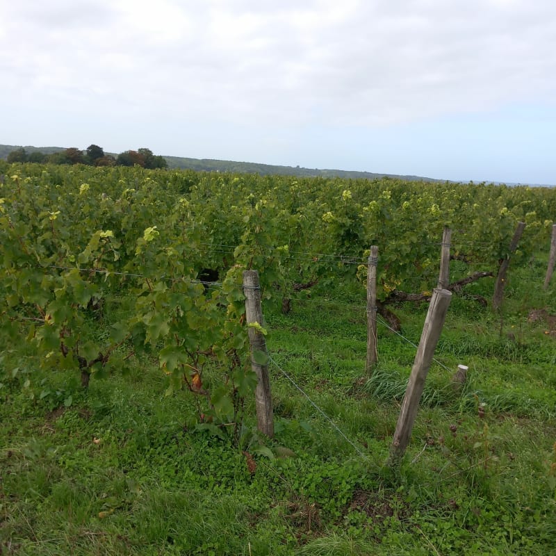 Marche octobre rose à Vineuil - Vineuil