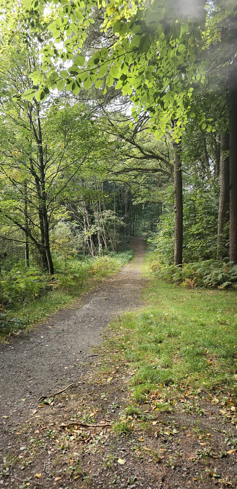 Gasthuisbossen - Ieper