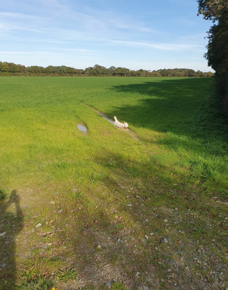 Balade du coté de  Freligné - Touvois