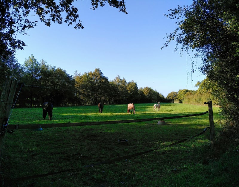 Campagne d'Angrie - Angrie