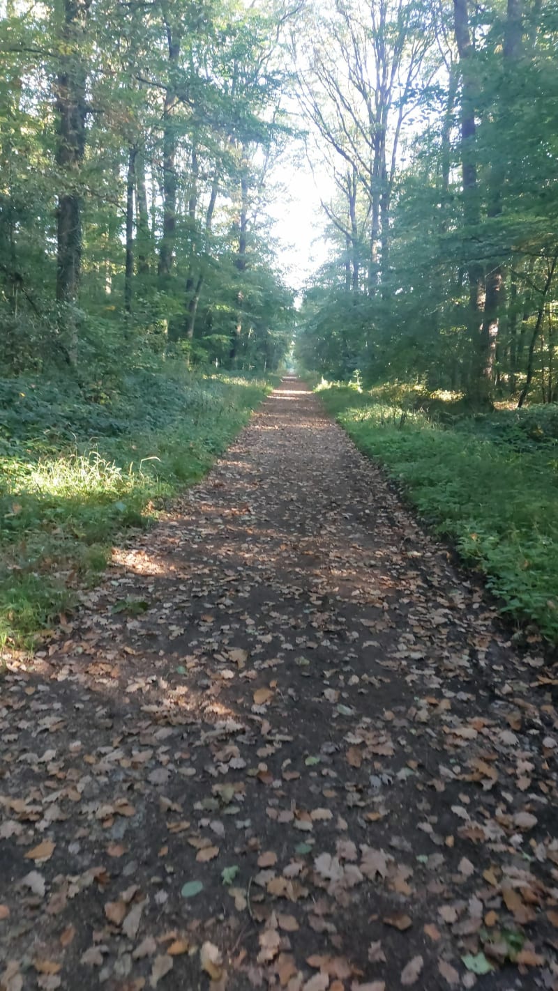 Balade en forêt de Réno, par La Chapelle-Montligeon - La Chapelle-Montligeon