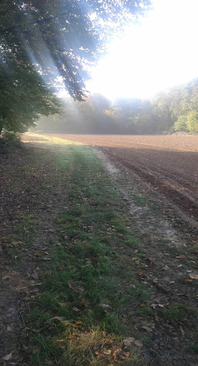 Chemin entre forêt et plaine à Claville - Claville
