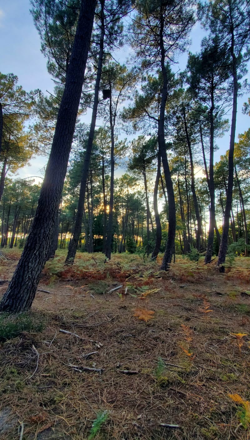 Forêt de Fontaine Guérin par les Coulées - Les Bois-d'Anjou