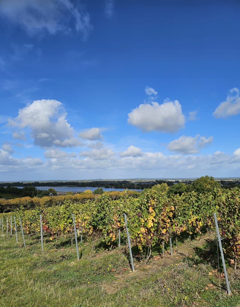 Campagne en bord de Loire de St-Rémy - Brissac Loire Aubance
