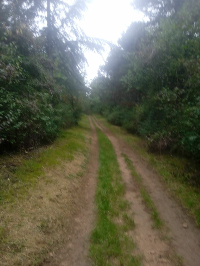 Rando dans la forêt de Nanton, Montagne de Sully - Nanton