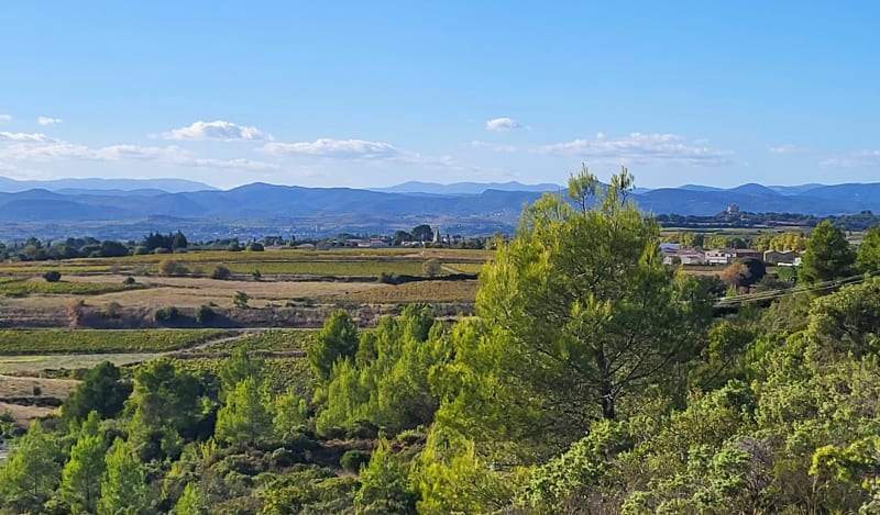 La garrigue et les oliviers à Saint Pargoire - Saint-Pargoire