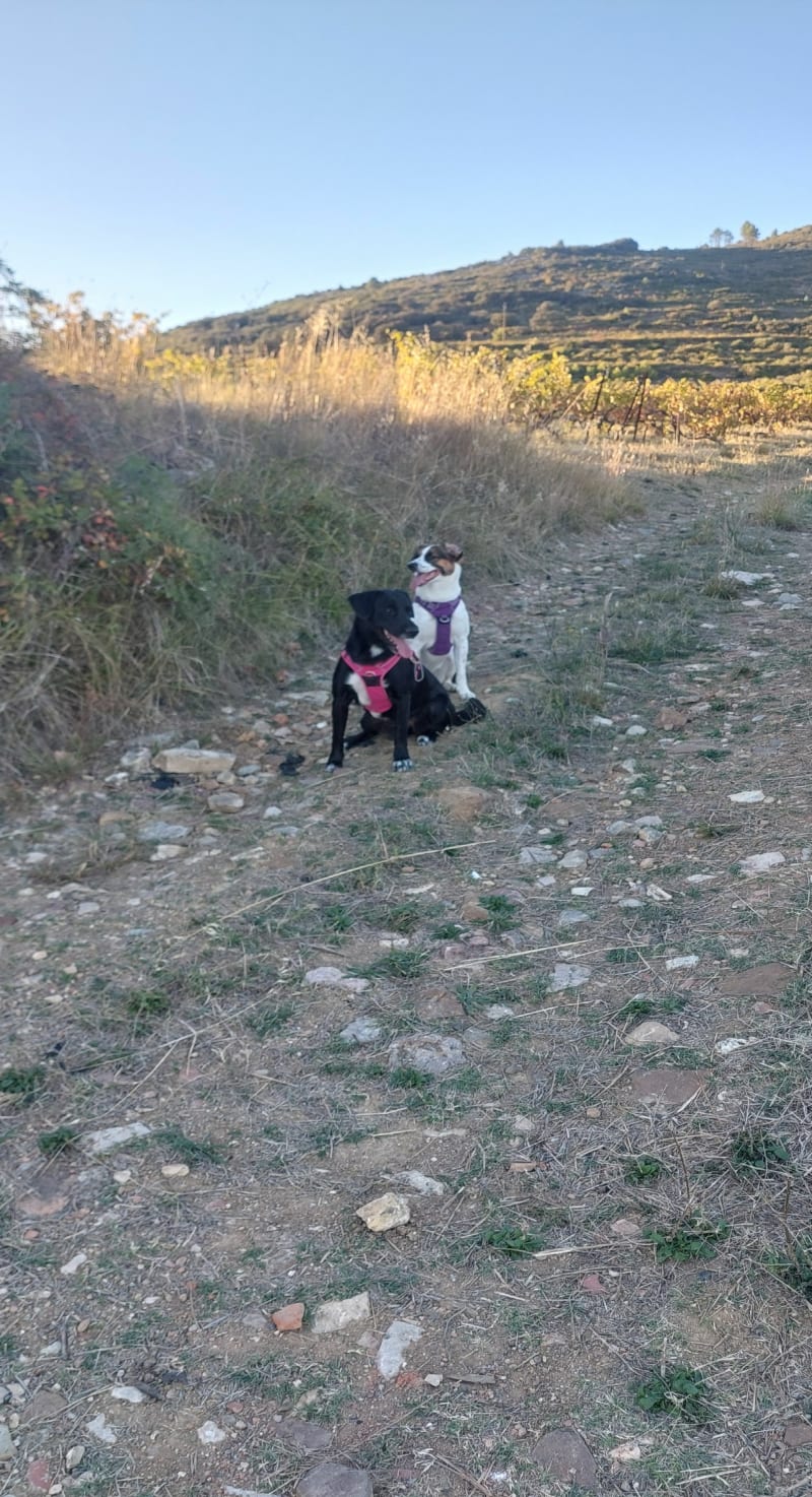 Sortie dans les vignes de Causses-et-Veyran - Causses-et-Veyran