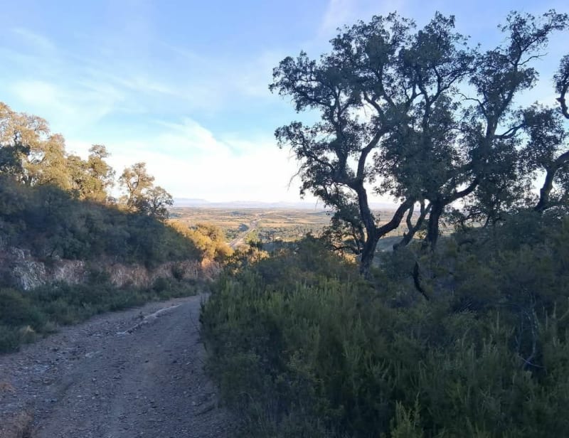 Balade dans la Hétraie des Trompettes - Montesquieu-des-Albères