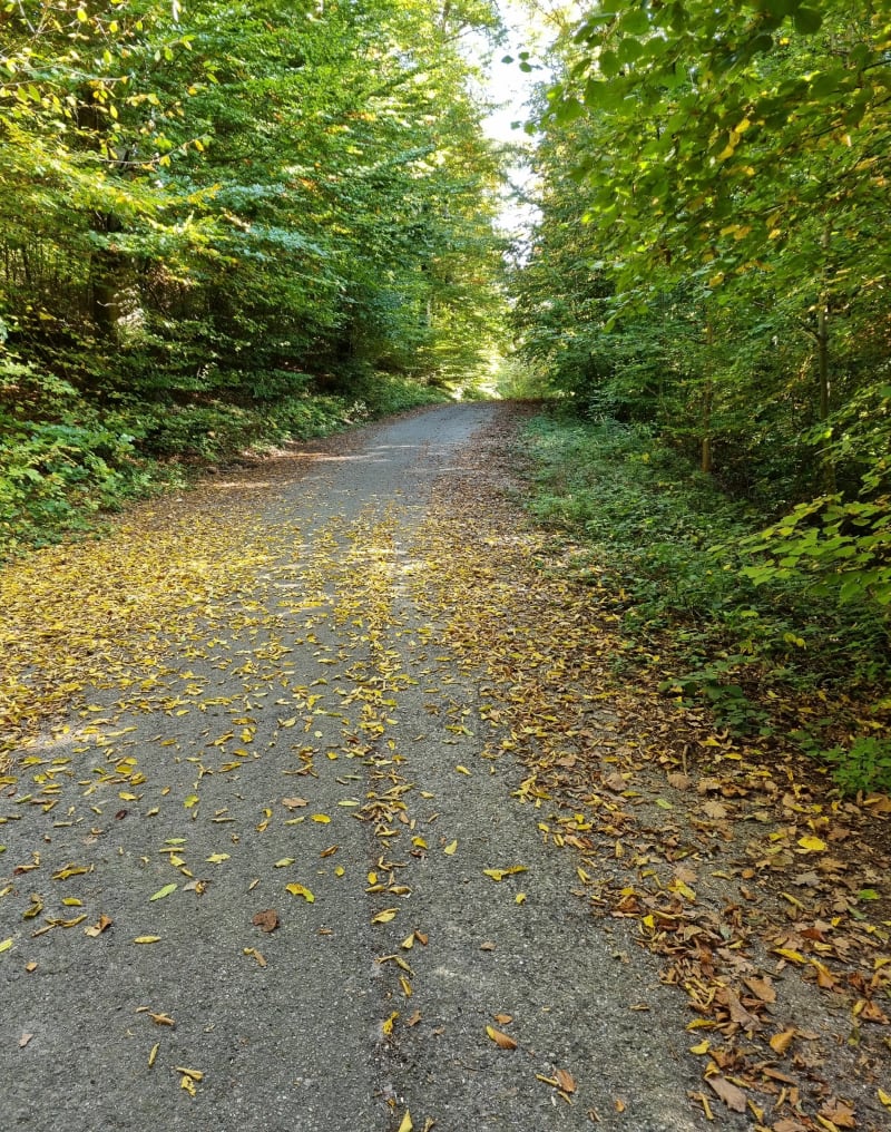 Balade en forêt à Altkirch, par Buergerwald - Altkirch