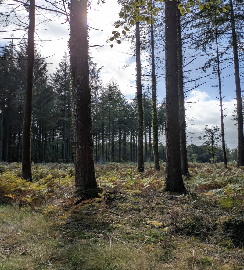 Balade dans le bois d'Avaugour - Saint-Péver