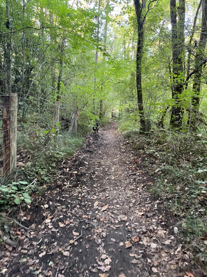 Forêt Ligugé - Saint-Benoit - Saint-Benoît