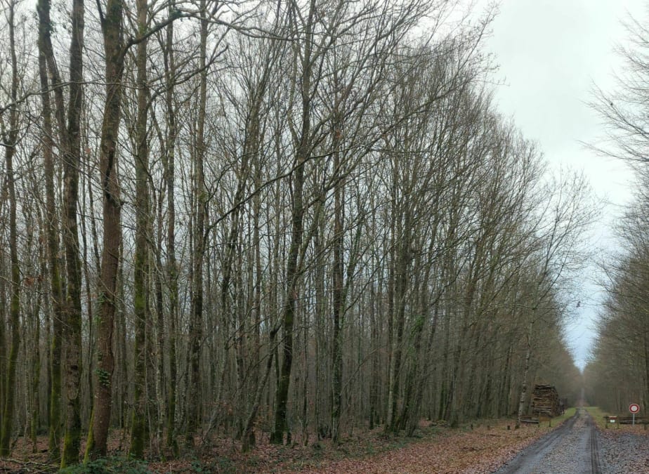 Forêt de Bois Blanc à Mornac - Angoulême Tourisme