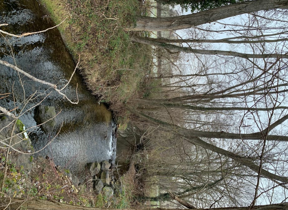 Ravel et sa balade en forêt