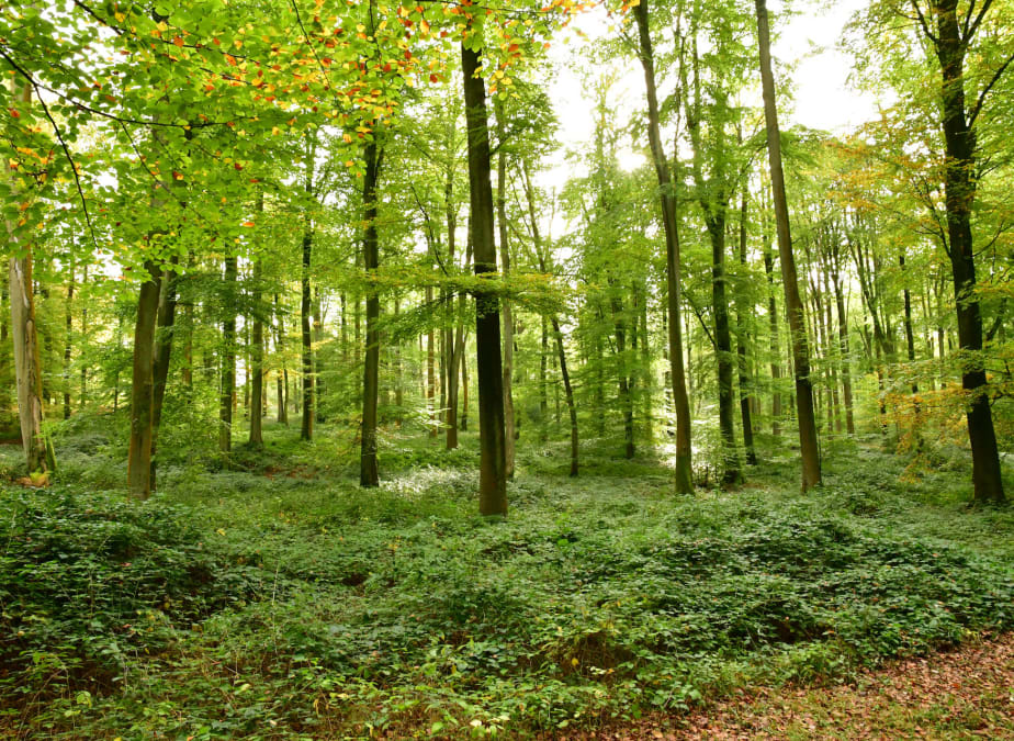 Au coureur des bois - Saint-Gervais-la-Forêt