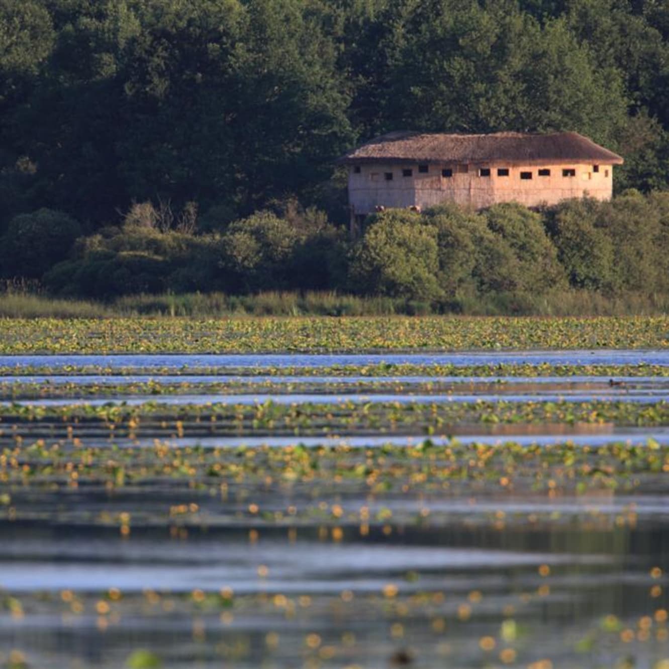 Nature et territoire : zoom sur les Landes de Bretagne