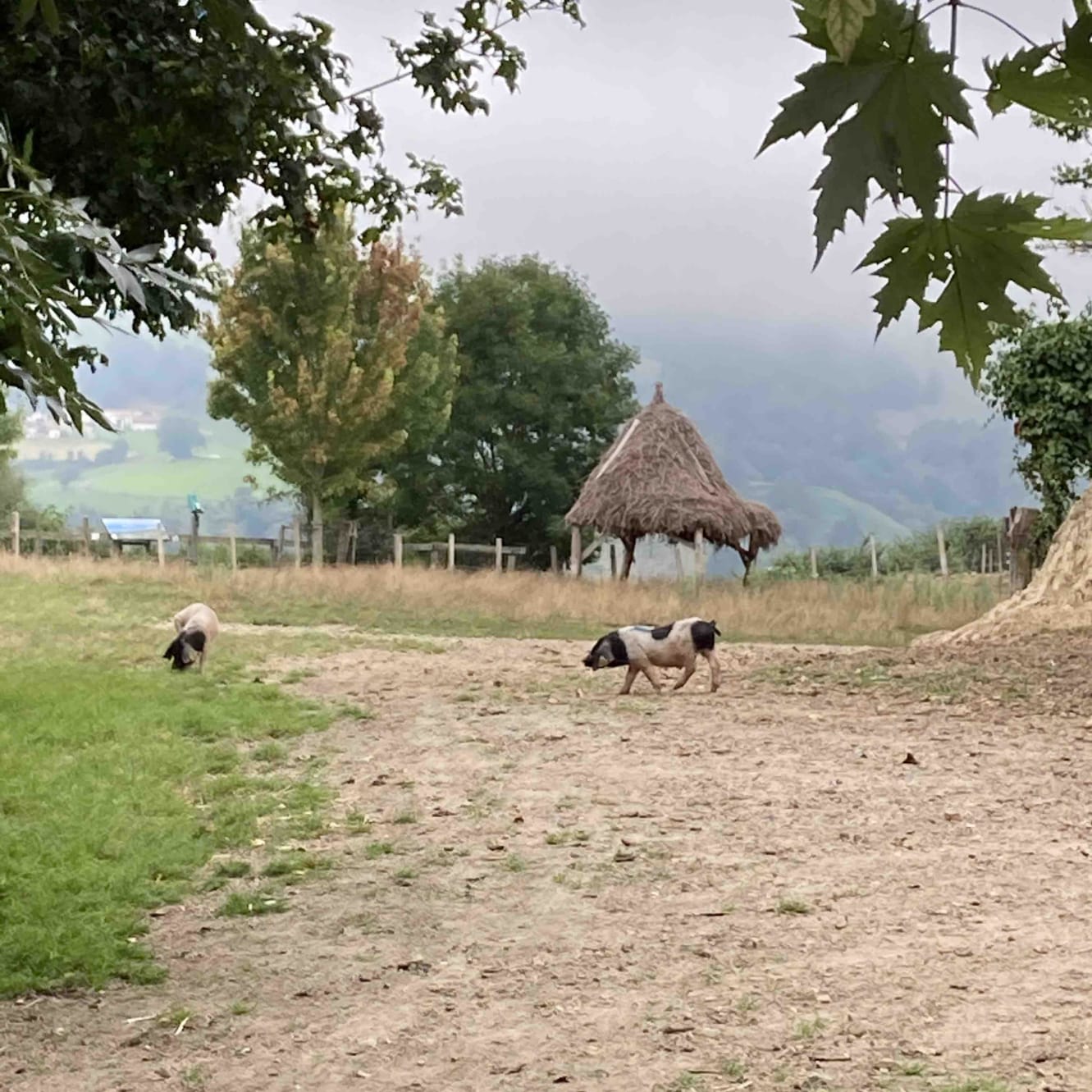 Dans le Pays basque, à la découverte du cochon Kintoa - Le Parisien