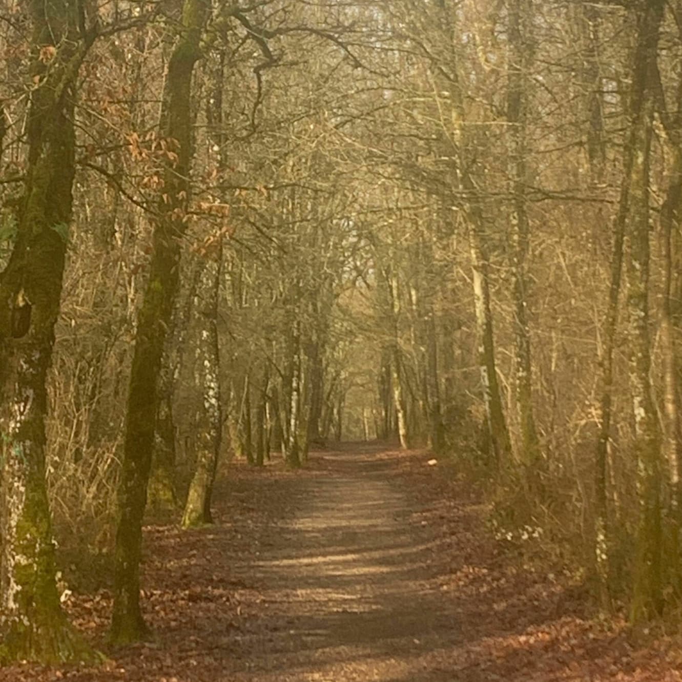 Forêt de Bois Blanc à Mornac - Angoulême Tourisme