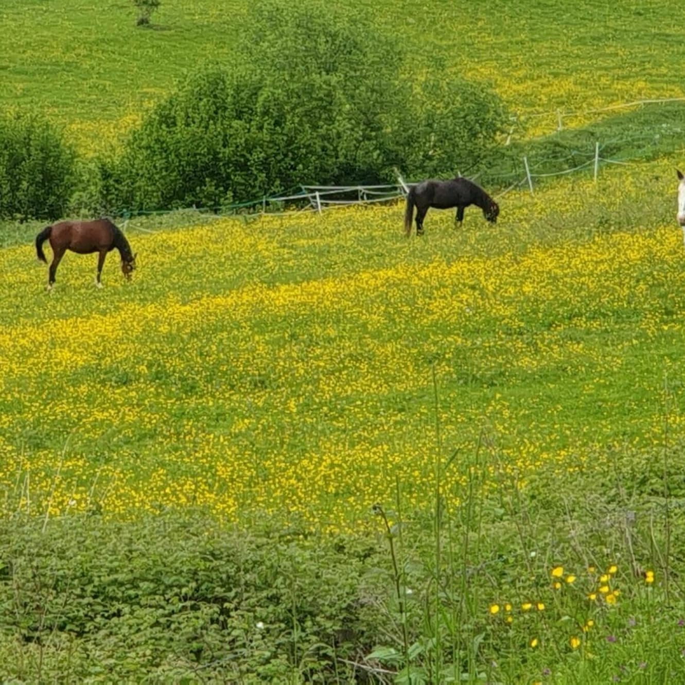 parc animalier de Charleville-Mézières