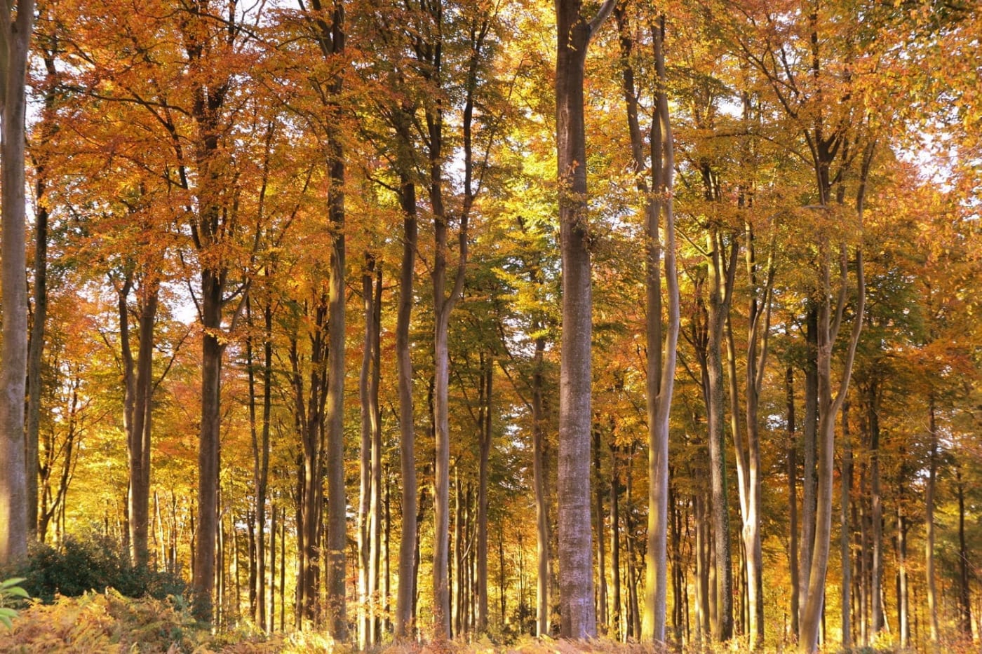 Randonnée forêt d'Eawy : grands arbres au tronc fin et aux feuilles orangées