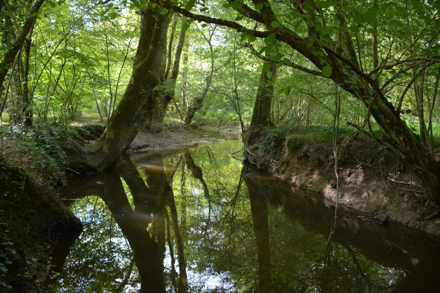 Randonnée Nantes : lit de la rivière se faufilant entre les arbres