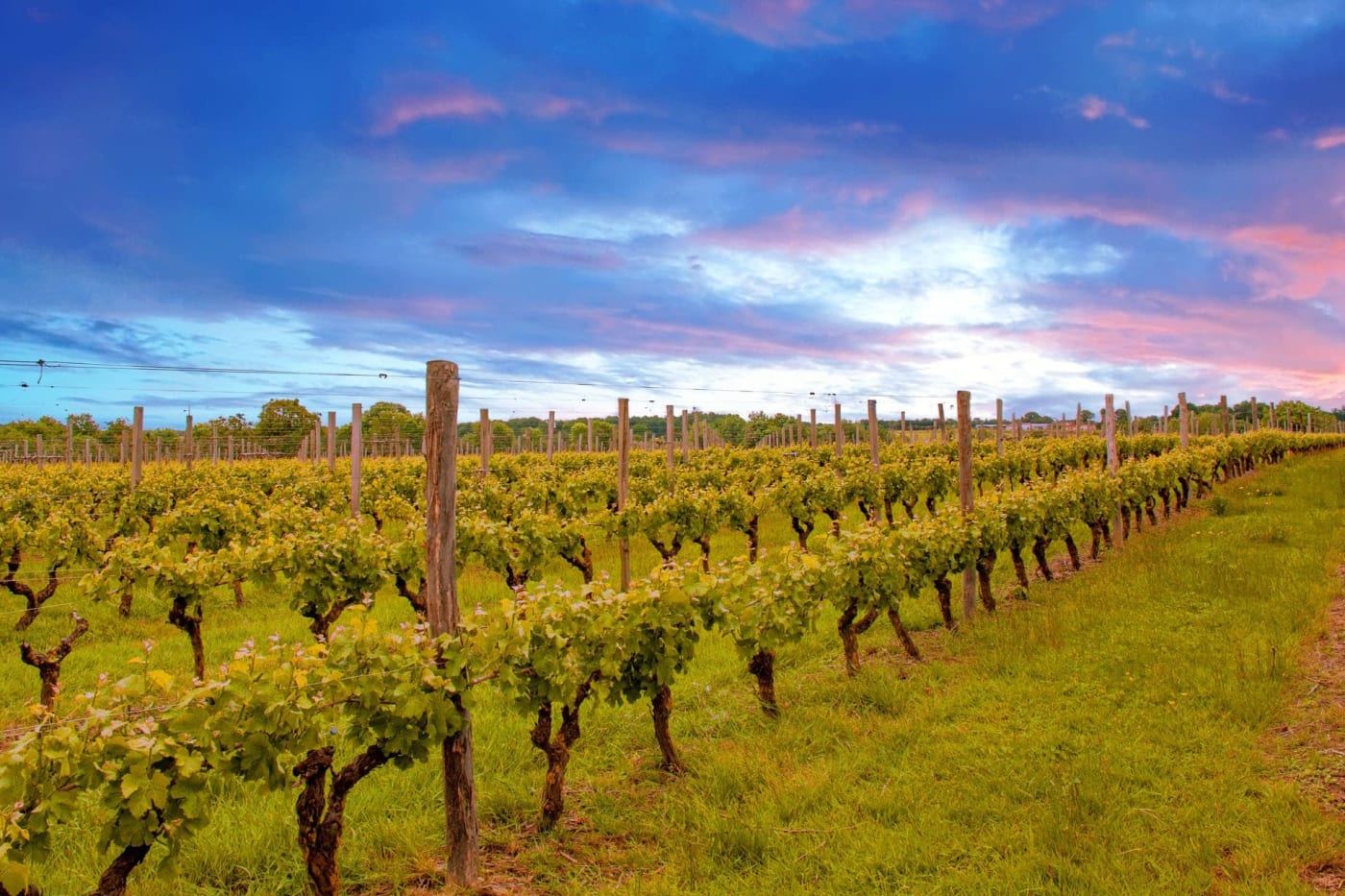 Randonnée Nantes : vignes feuillues sous un ciel bleu gris et rosé