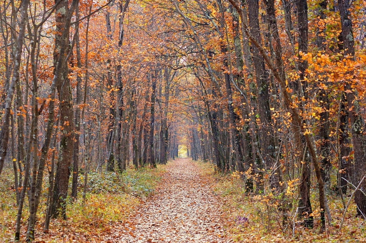 Randonnée et balade Toulouse : allée en forêt d'automne