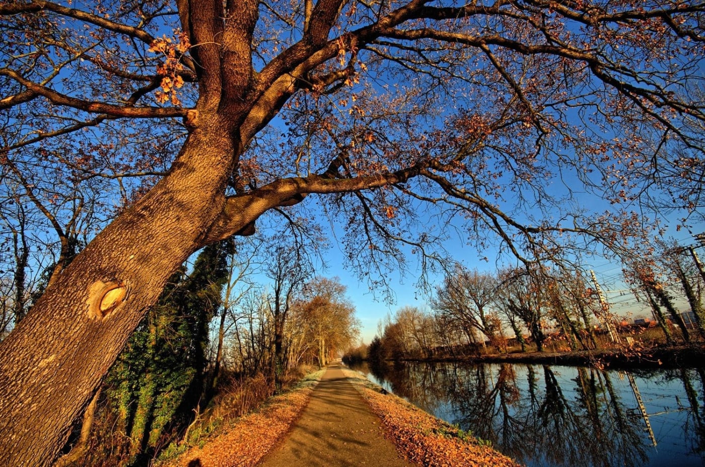 Randonnée et balade Toulouse : chemin arboré le long de l'eau