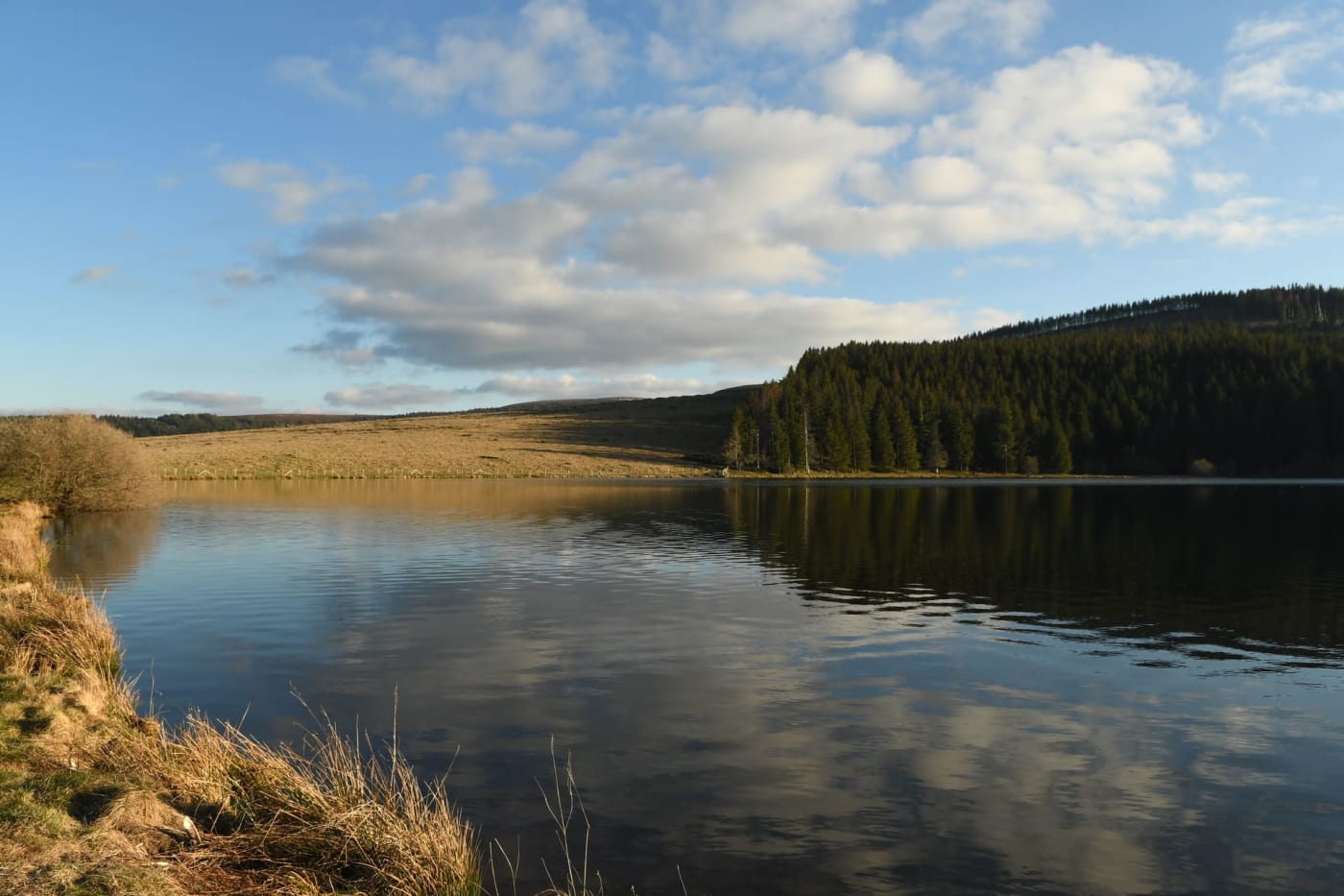 Randonnée lac de Servières : lac, herbes hautes et forêt dense qui l'entourent