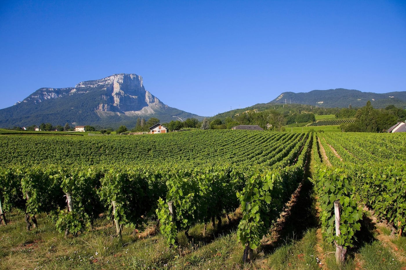 Randonnées famille Chartreuse : vignes vertes au pied du mont Granier