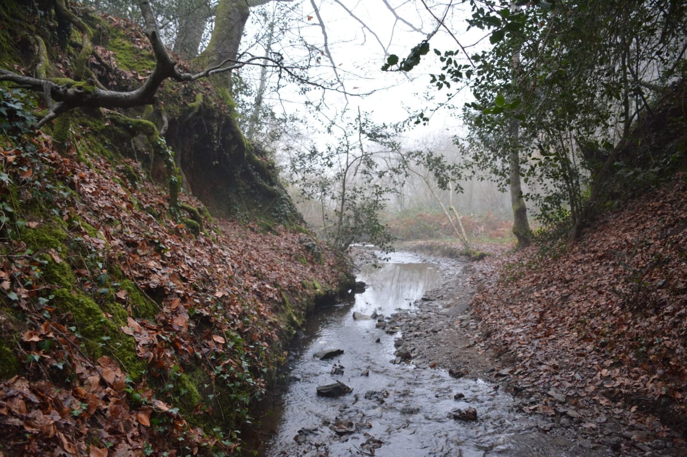 Randonnées détox Nantes : cours d'eau ruisselant dans la forêt