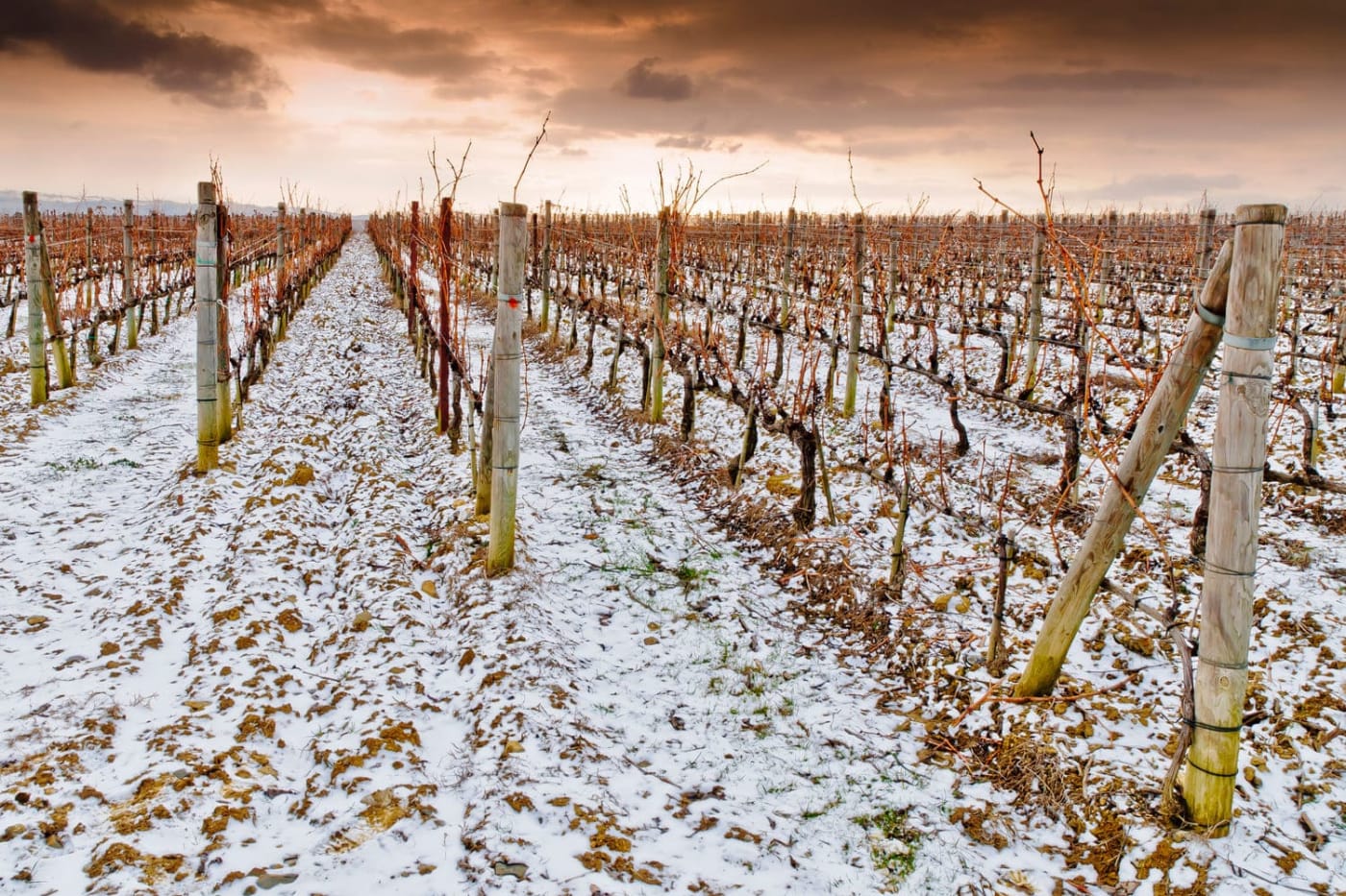 Randonnées détox Nantes : lignes de pieds de vignes et légère neige au sol