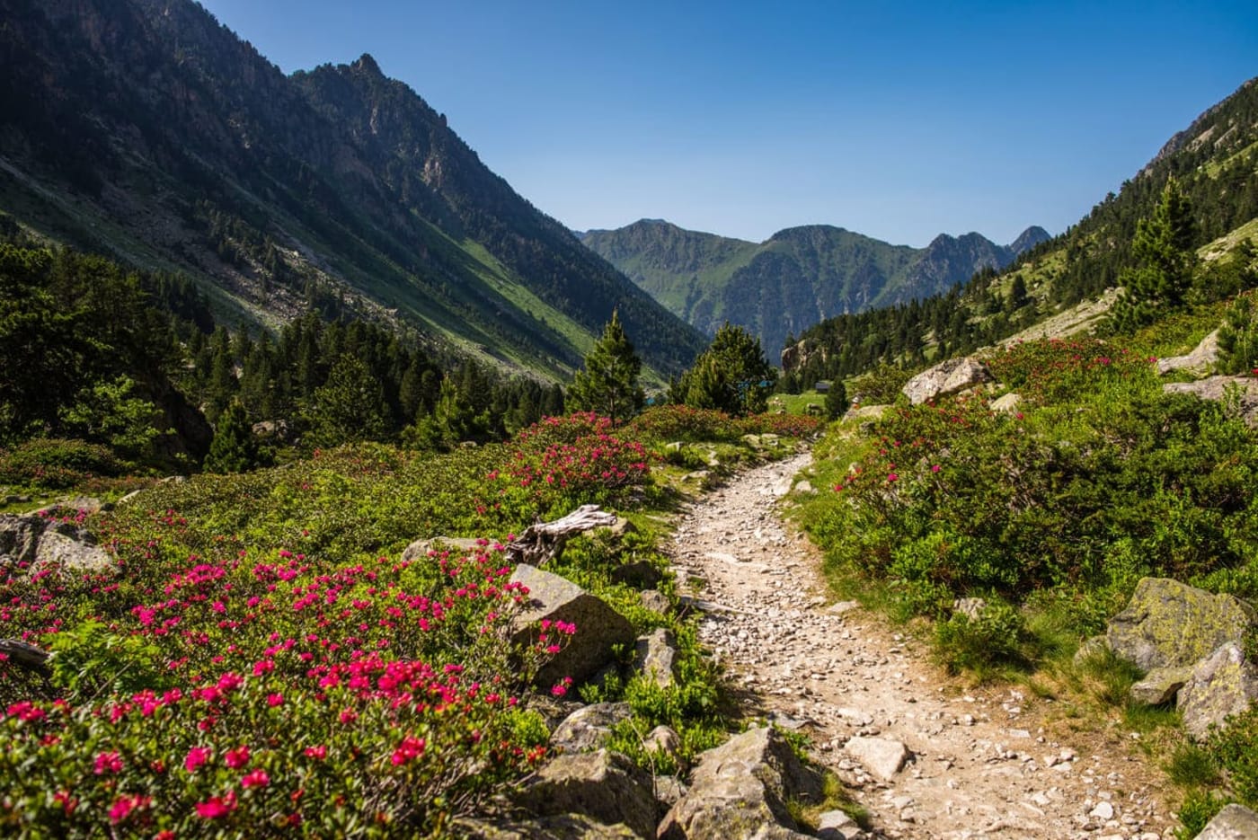 Randonnée au lac de Gaube : sentier entre le pont d'Espagne et le lac de Gaube, entouré de rhododendrons fleuris