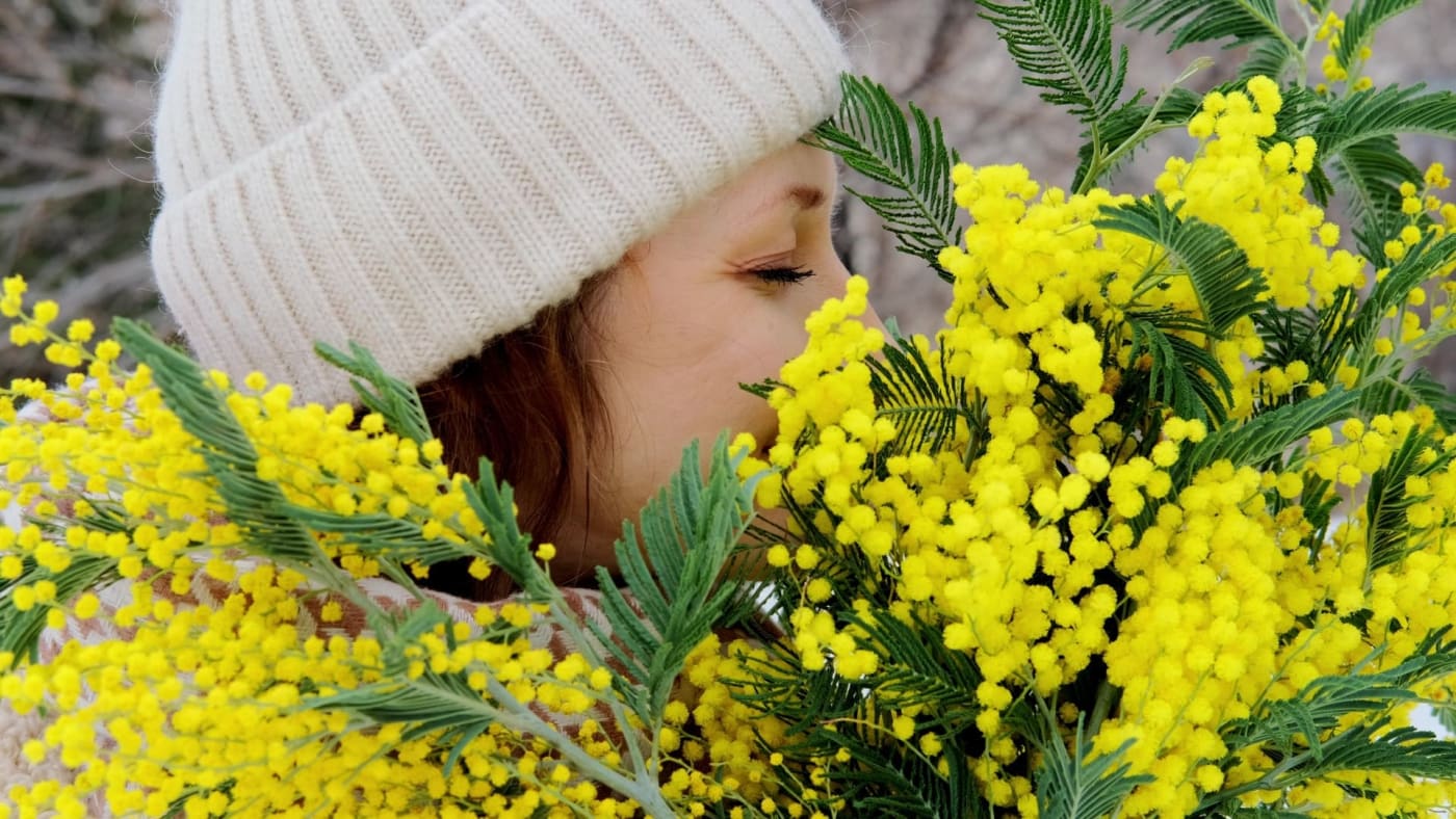 Femme sentant les fleurs jaunes du mimosa