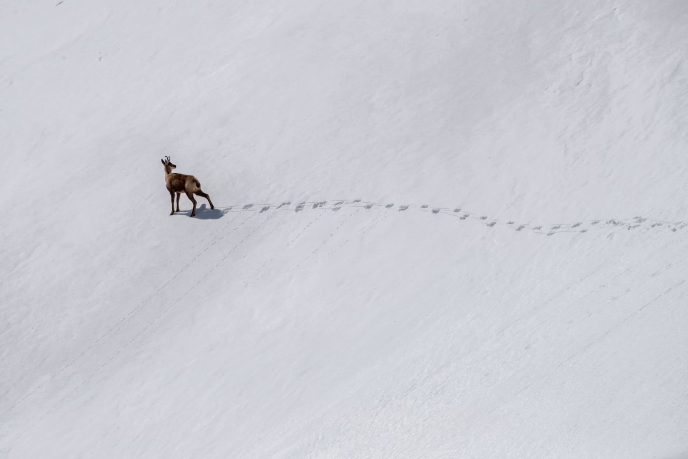 Vacances hiver raquettes : animal sauvage et empreintes dans la neige