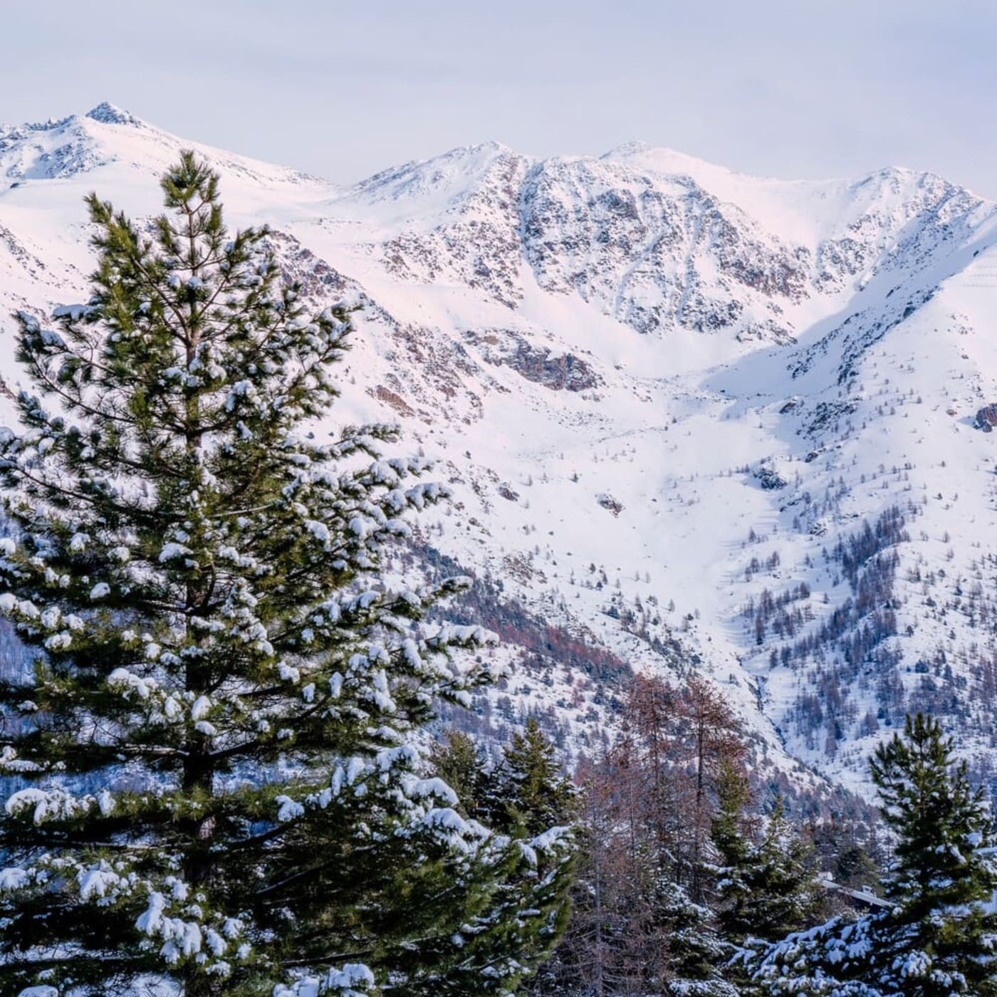 Randonnée raquettes à Auron, dans les Alpes du Sud : vue sur la montagne enneigée derrière des sapins