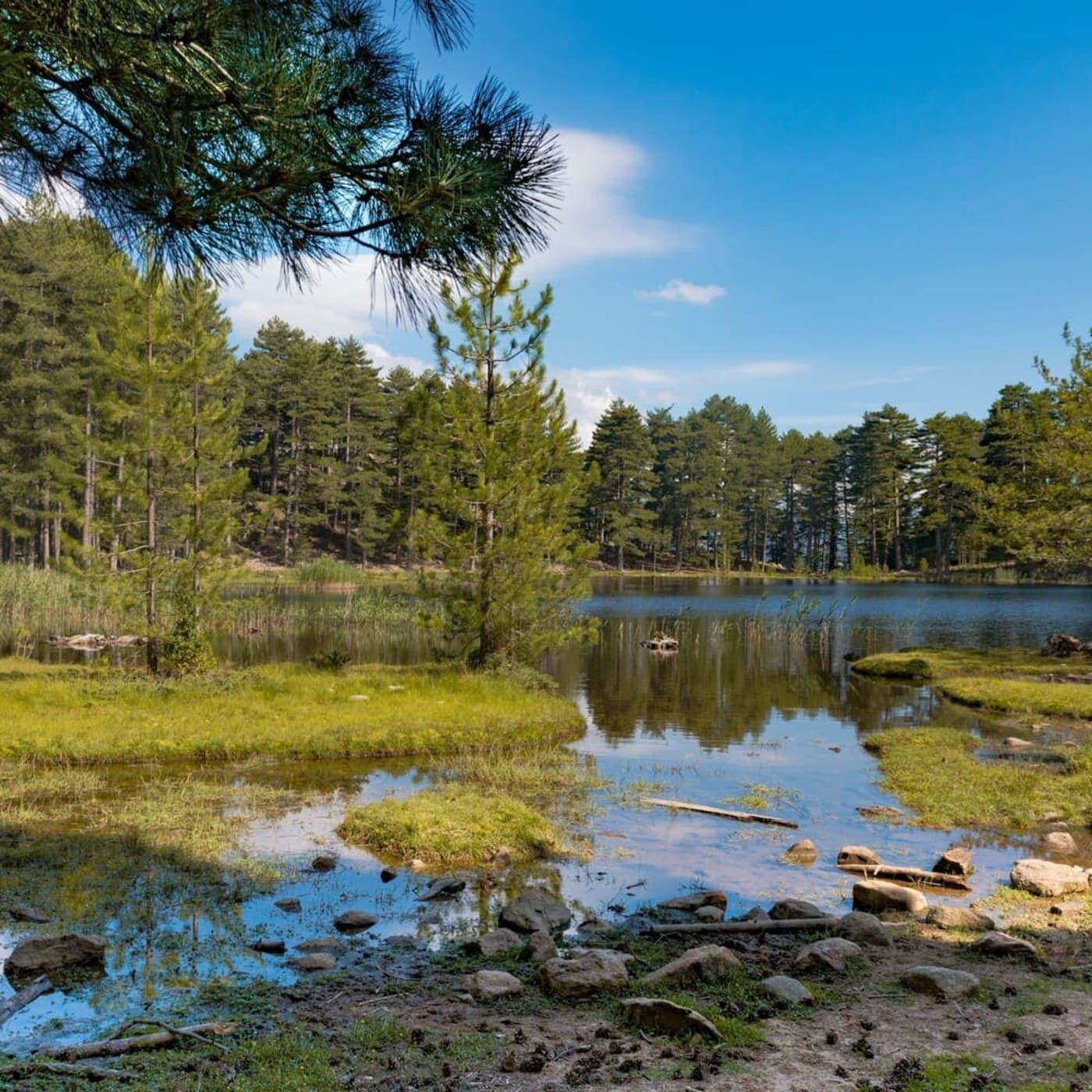 Randonnée lac de Creno : vue sur la foret de pins en bordure du lac