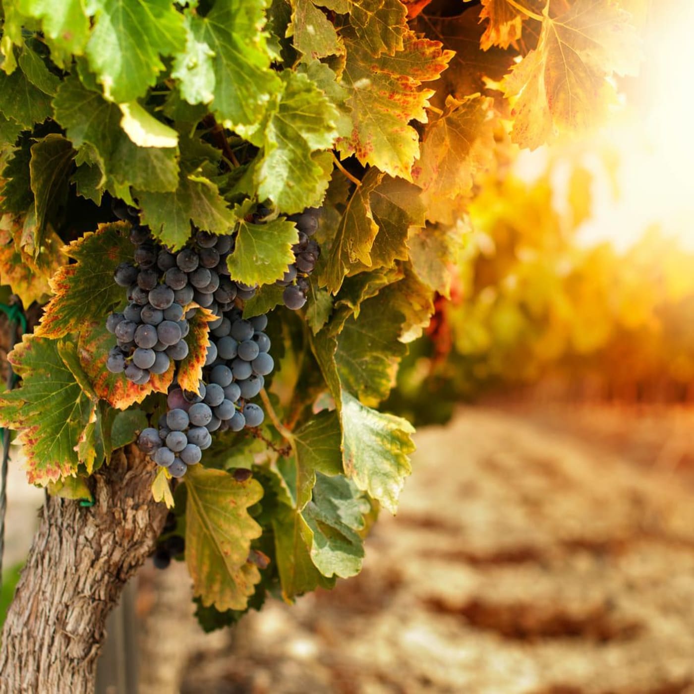 Randonnée cascades du Sautadet : grappes de raisin rouge sur fond de soleil