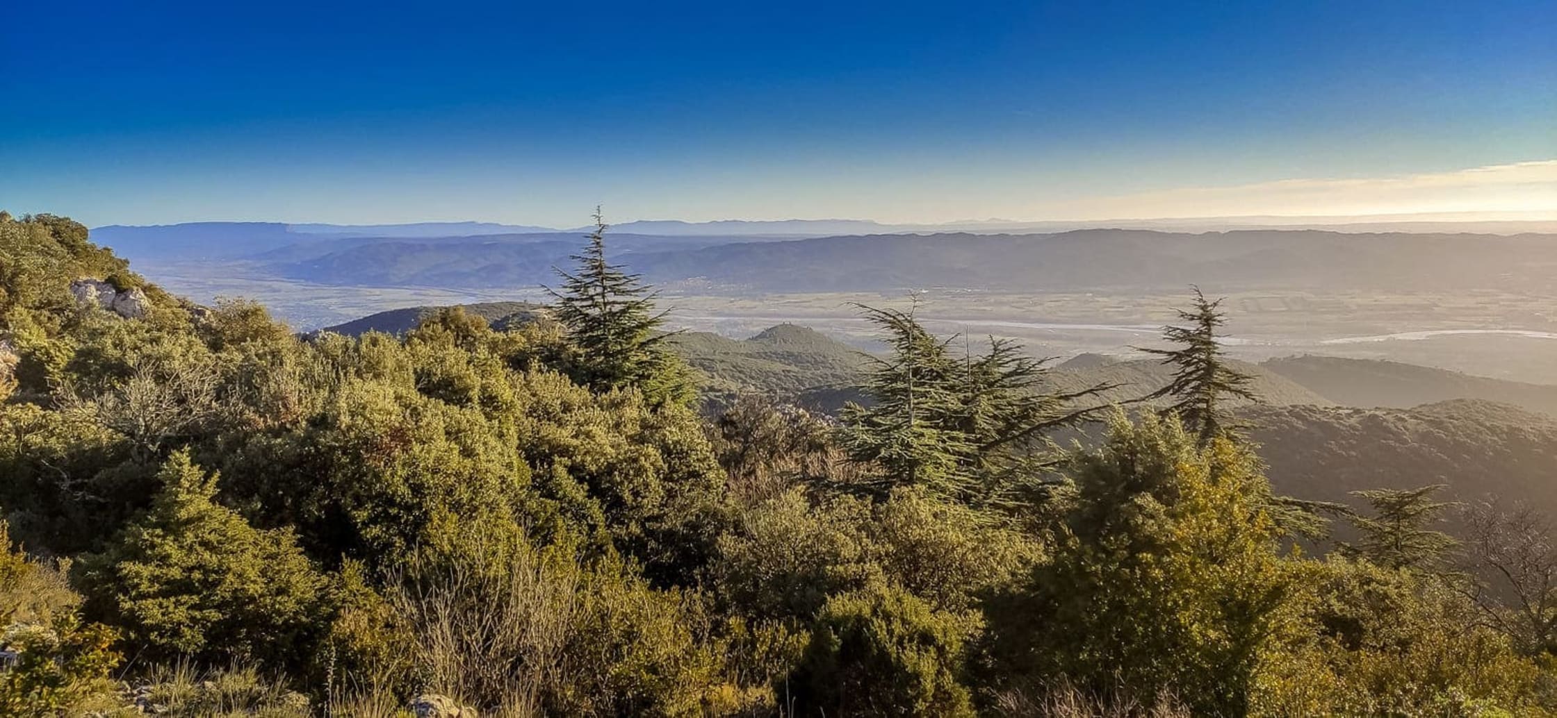 Une randonnée dans la forêt des cèdres du Luberon