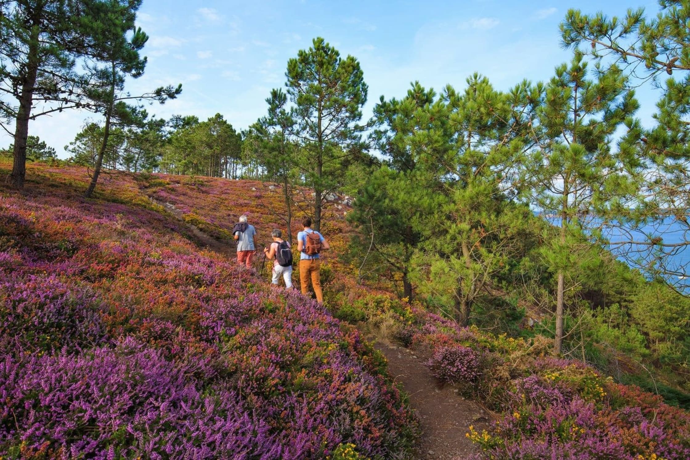 Randonnée au cap de la Chèvre : vue sur le sentier entre Morgat et le cap, entouré de bruyère et de pins