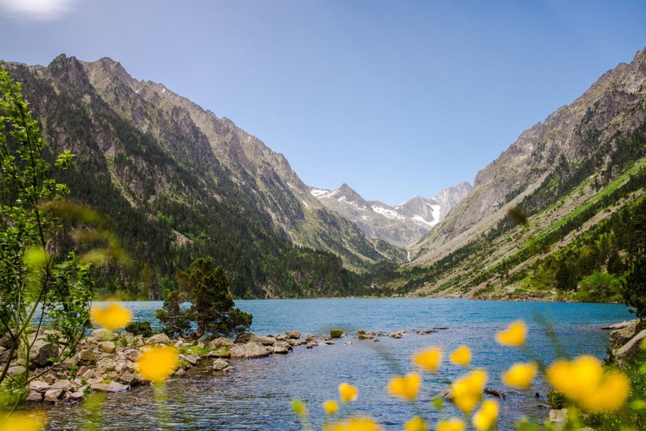 Randonnée au lac de Gaube : vue sur le lac derrière de petites fleurs jaunes printanières