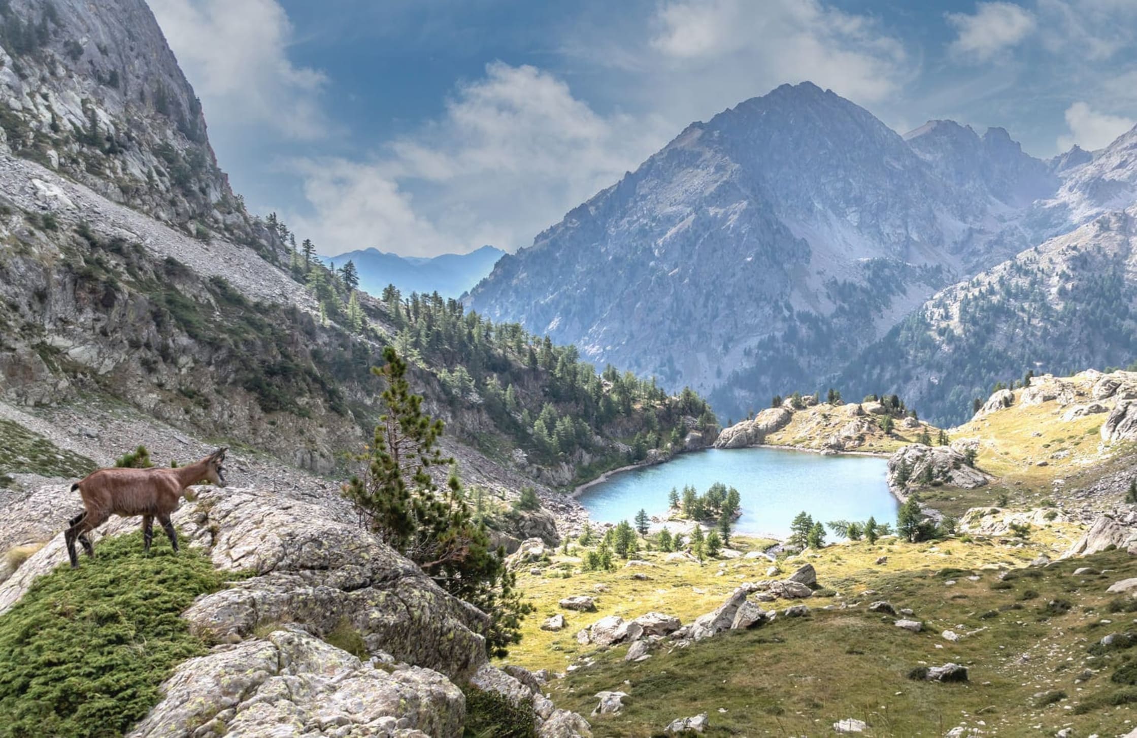 Un chamois au dessus d'un lac du Mercantour