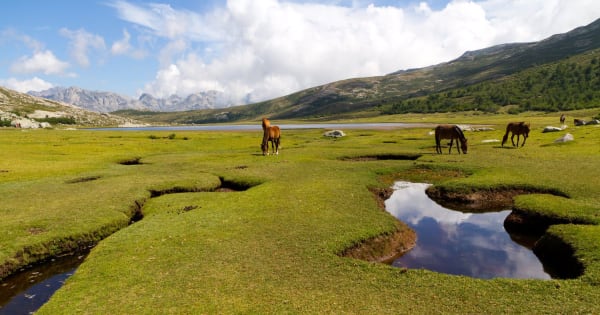 Le lac de Nino et des chevaux sauvages qui boutent au milieu des pozzines. 