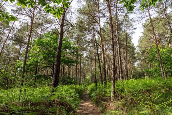 Randonnée forêt d'Andaine : sentier forestier dans une végétation verdoyante