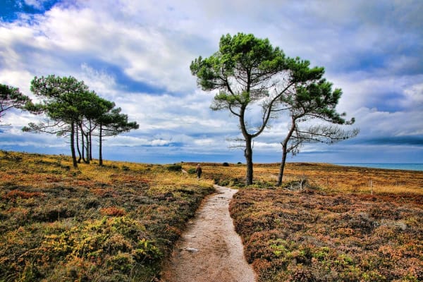 Randonnée cap d'Erquy : vue sur le sentier qui s'enfonce dans les landes de bruyères