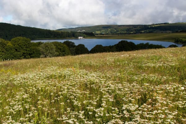 Randonnée lac Chauvet : vue sur le lac depuis un champs fleuri